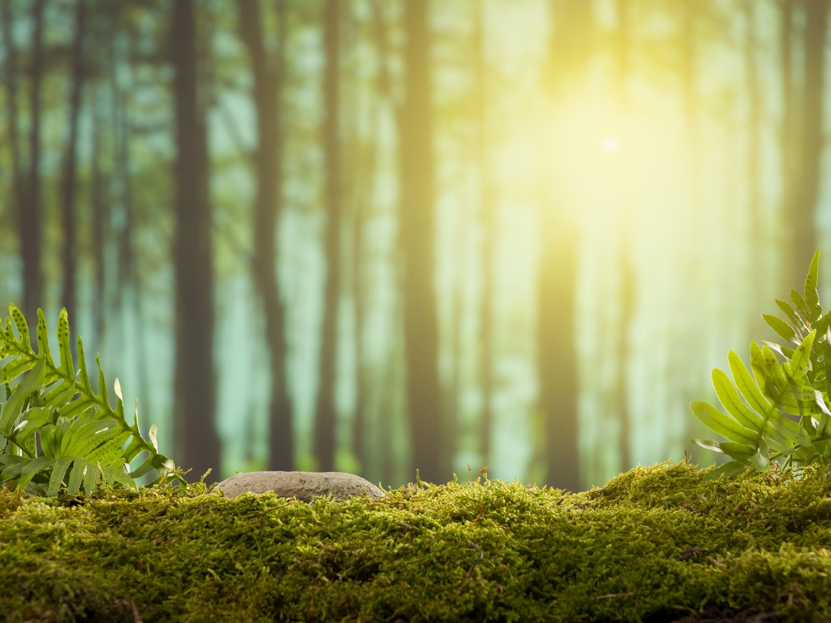 Stone on forest moss.